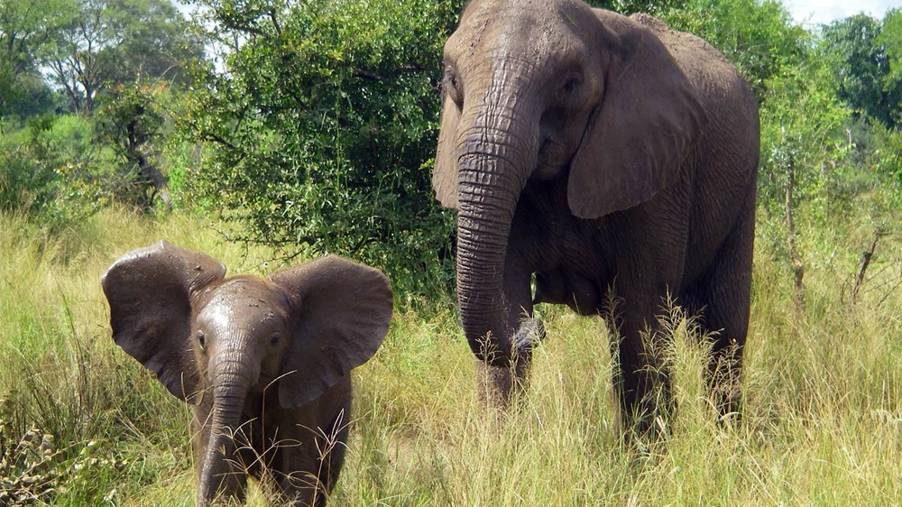 Le braconnage intensif de l’ivoire a entraîné l’évolution rapide d’éléphants sans défense