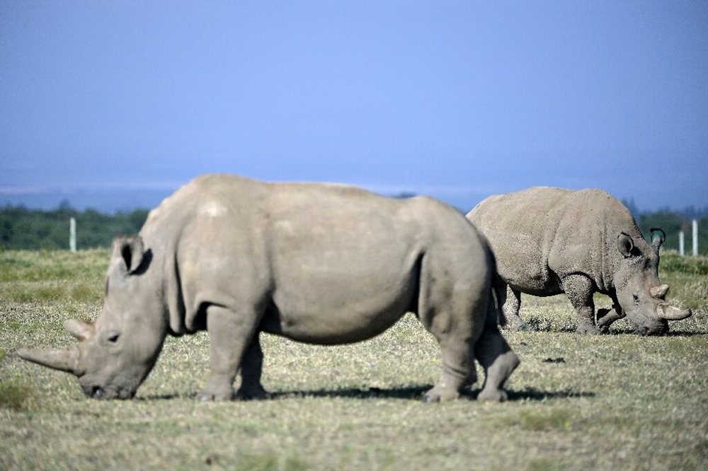 Tous les espoirs de sauver les rhinocéros blancs du Nord reposent désormais sur une seule femelle