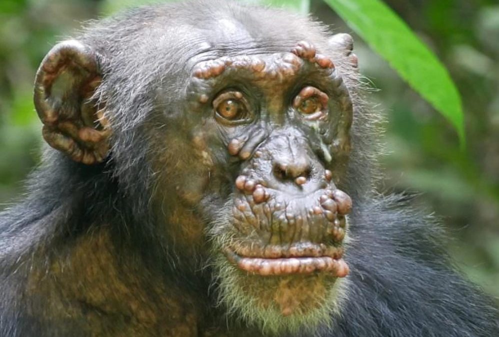 La lèpre découverte pour la première fois chez des chimpanzés sauvages