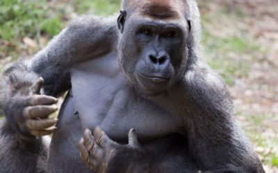 Les gorilles sont capables de faire la différence entre les voix humaines et c’est une bonne nouvelle