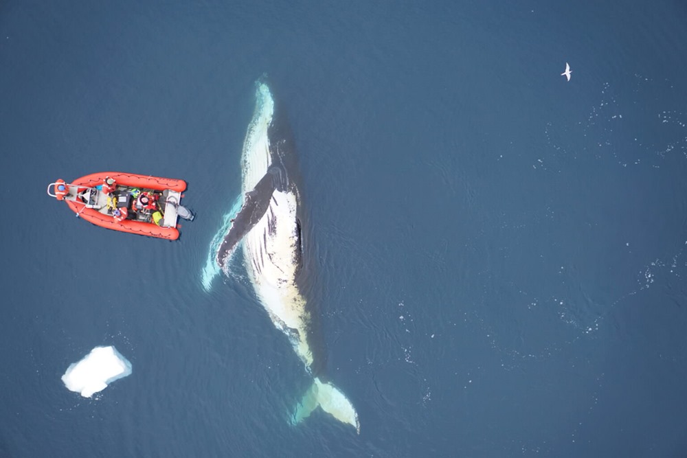 Les baleines mangent beaucoup plus que ce que l’on pensait et cela a d’énormes répercussions écologiques