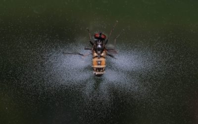 Nécrophilie : un champignon qui utilise des composés chimiques pour inciter les mouches mâles à s’accoupler avec des femelles mortes infectées