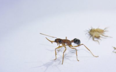 Certaines fourmis ouvrières peuvent modifier leur cerveau pour devenir des reines