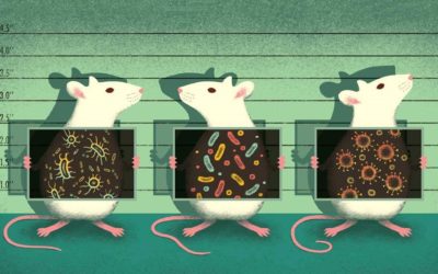 Une transplantation fécale rajeunit le cerveau de vieilles souris