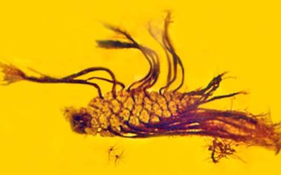 Un événement botanique incroyablement rare fixé il y a 40 millions d’années dans de l’ambre