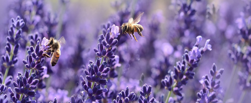 D’où sont originaires nos abeilles à miel ?