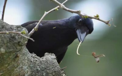 Concept de la valeur de l’outil : les corbeaux prennent davantage soin de leurs outils les plus efficaces