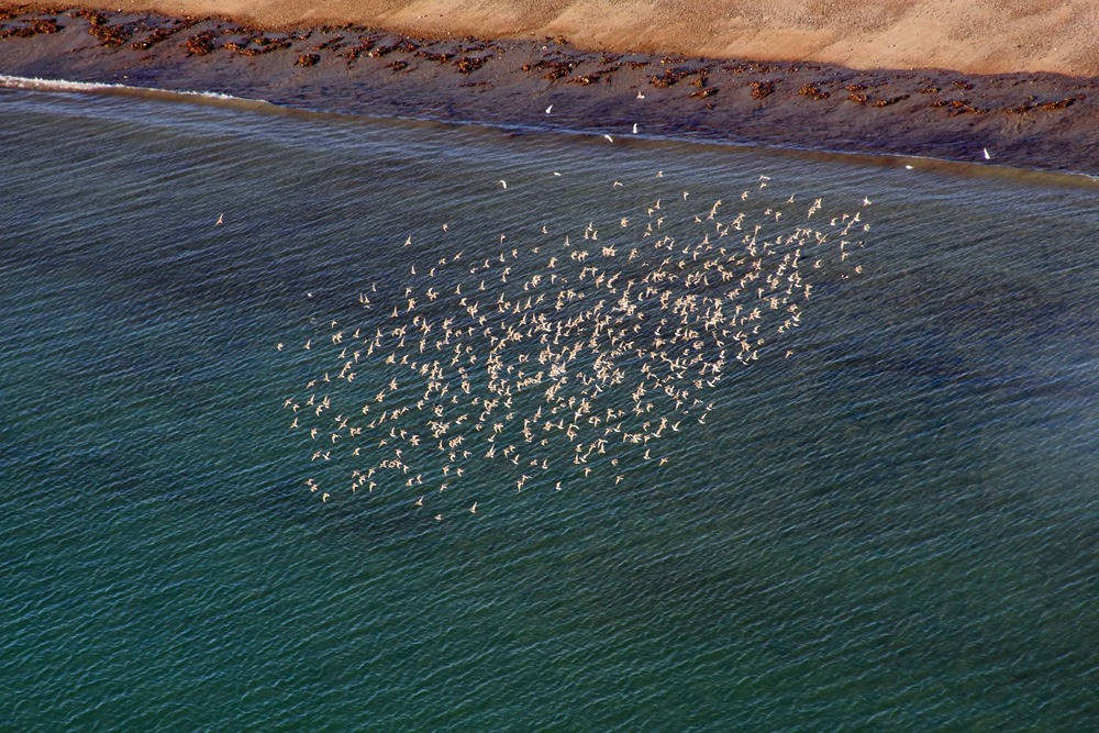 Les oiseaux migrateurs ont un plumage plus clair pour supporter la chaleur