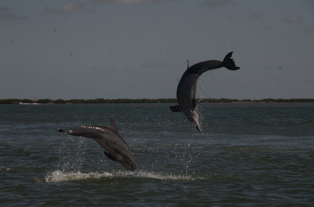 Plaisirs partagés : les femelles dauphins ont un clitoris entièrement fonctionnel et assez semblable à celui des humains