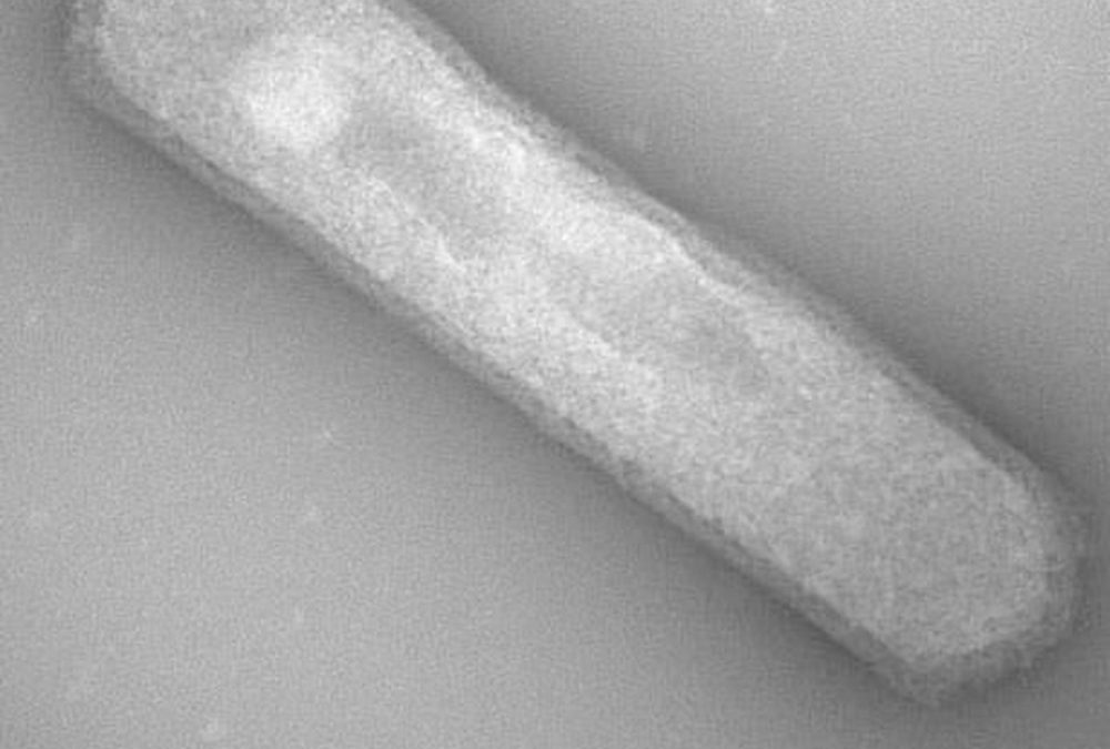 Des micro-organismes des grands fonds peuvent produire de l’oxygène sans lumière