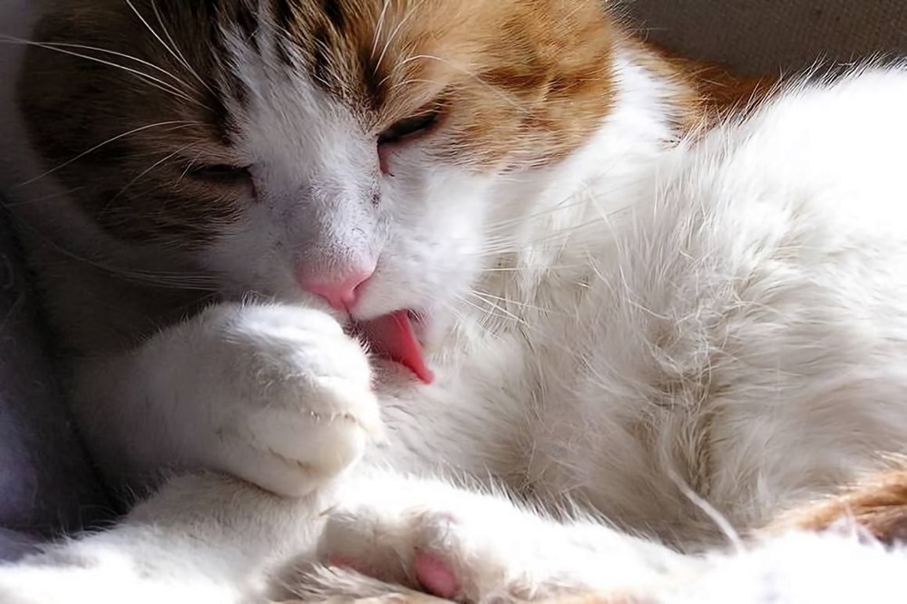 Des scientifiques trouvent un moyen de modifier génétiquement des chats pour qu’ils ne provoquent pas d’allergies