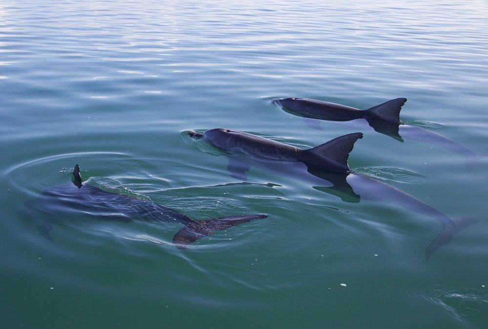 La popularité et le talent pour siffler sont des atouts dans le monde des dauphins