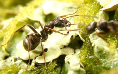 Des fourmis capables de détecter le cancer s’avèrent aussi précises que l’odorat des chiens