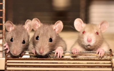 La chorégraphie de rats de laboratoire révèle comment le cerveau apprend les mouvements habiles