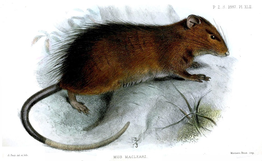 Désextinction : des scientifiques pensent pouvoir ressusciter un rat disparu il y a plus de 100 ans, mais ils se demandent si c’est bien le moment…