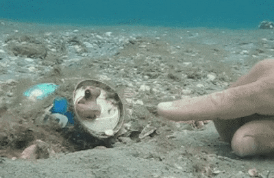 Pieuvres et poulpes utilisent de plus en plus nos déchets comme abri