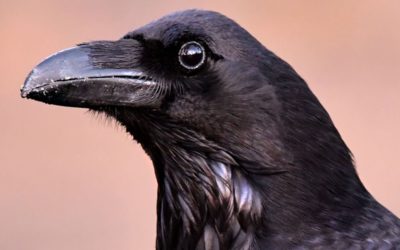 Voici pourquoi les corbeaux et les corneilles prolifèrent presque partout dans le monde