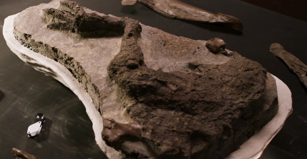 Ce fossile pourrait appartenir à un dinosaure mort le jour de l’impact de l’astéroïde qui a mis fin à leur règne