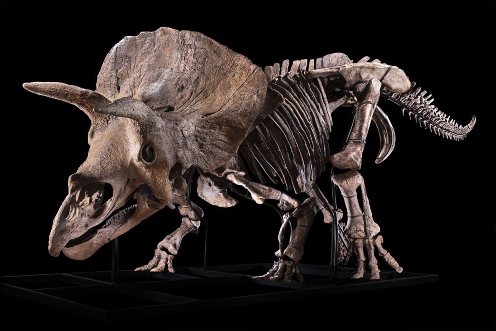 Le Triceratops “Big John” révèle que ces créatures n’étaient pas aussi pacifique