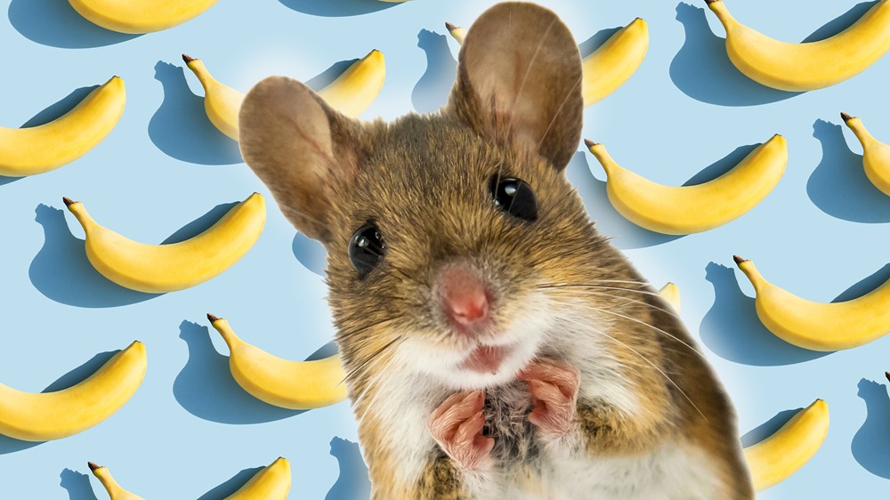 Pourquoi l’odeur de la banane fait-elle fuir les souris mâles ?
