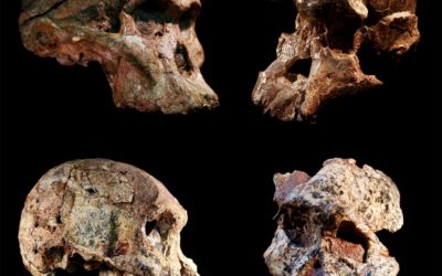 Les fossiles du "berceau de l’humanité" seraient plus vieux d’un million d’années