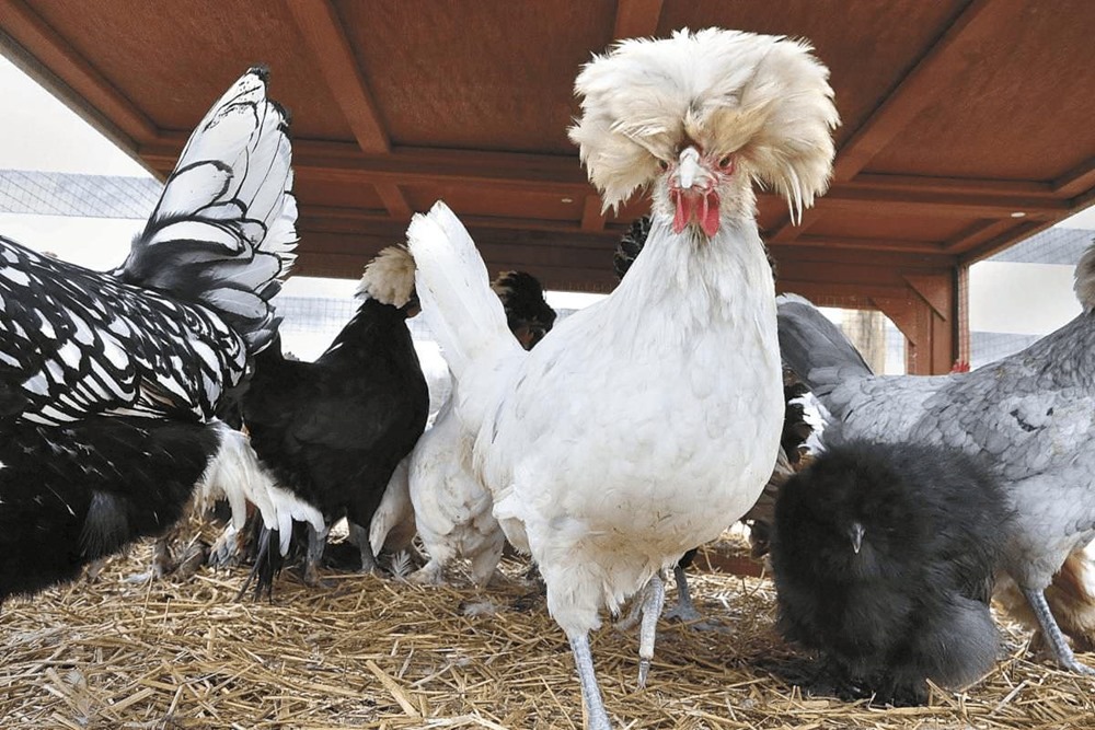Les poules ont été domestiquées plus tard qu’on ne le pensait et probablement pas pour les manger