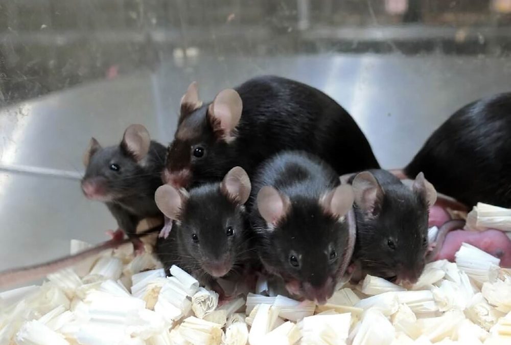 Des souris clonées à partir de cellules lyophilisées pourraient améliorer la conservation des espèces