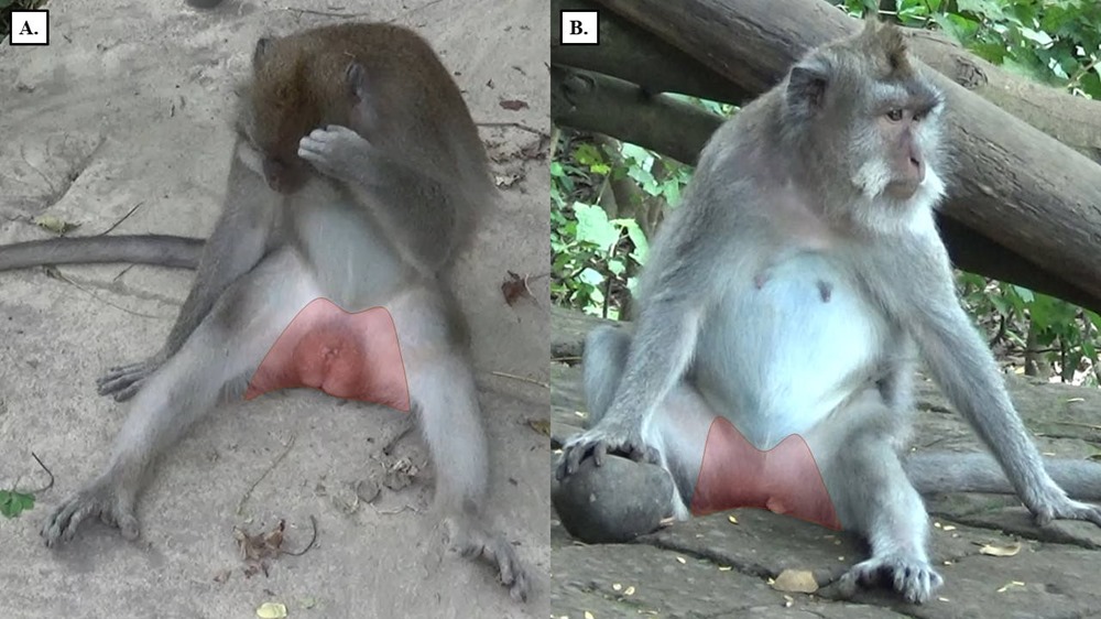 A Bali, des macaques se masturbent avec des pierres en guise de sextoy… parce qu’ils n’ont que ça à faire