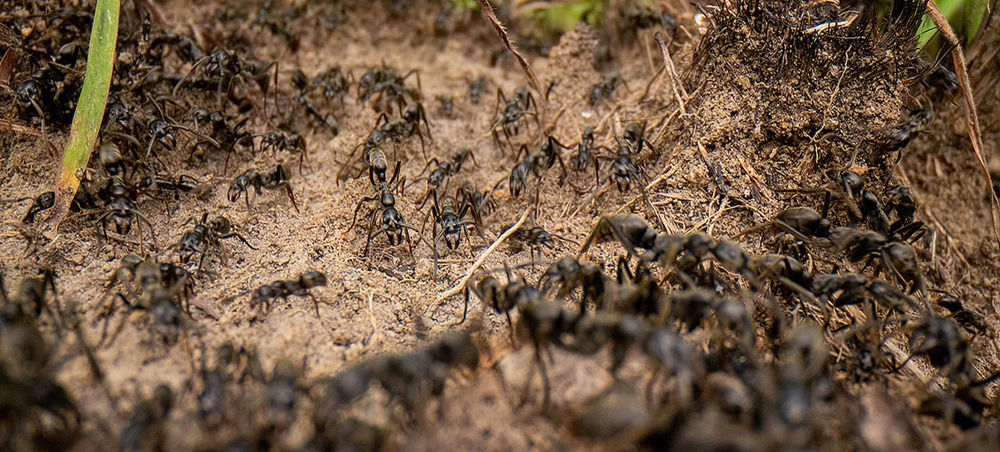 il y a 2 000 fois plus de fourmis sur Terre qu’il n’y a d’étoiles dans notre galaxie