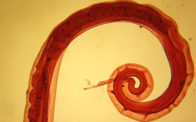 Des excréments de Viking permettent à des scientifiques de reconstituer le génome d’un ancien parasite humain qui sévit encore