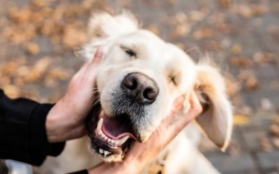 Caresser un chien aura un très bon effet sur votre cortex préfrontal