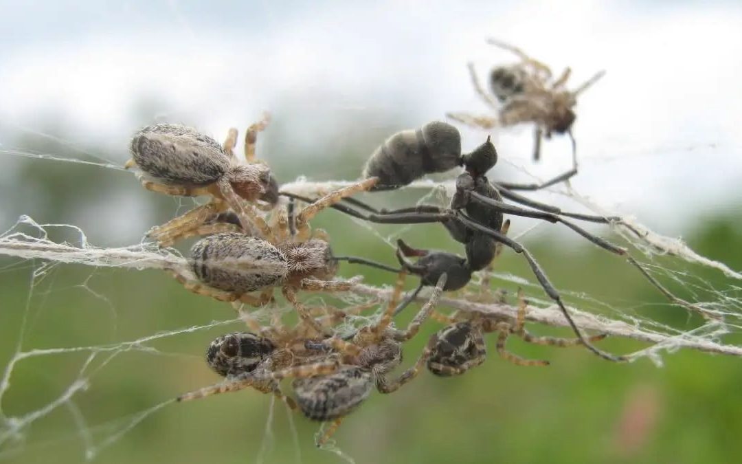 Les araignées sociales ont différentes façons de chasser en groupe