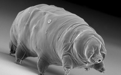 L’un des supers pouvoir du tardigrade pourrait bouleverser la conservation de nos médicaments