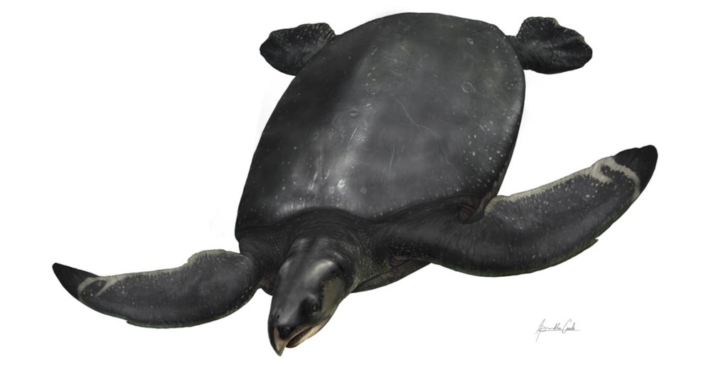 Des scientifiques découvrent en Espagne le fossile d’une tortue géante de la taille d’une voiture