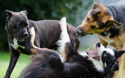 Les humains peinent à identifier l’agressivité chez les chiens et chez leurs congénères