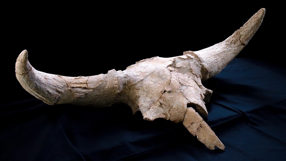 Pourquoi des néanderthaliens ont-ils entreposé un grand nombre de crânes d’animaux dans une grotte espagnole ?