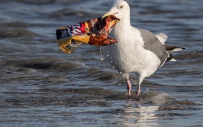 Les microplastiques modifient les bactéries intestinales des oiseaux de mer