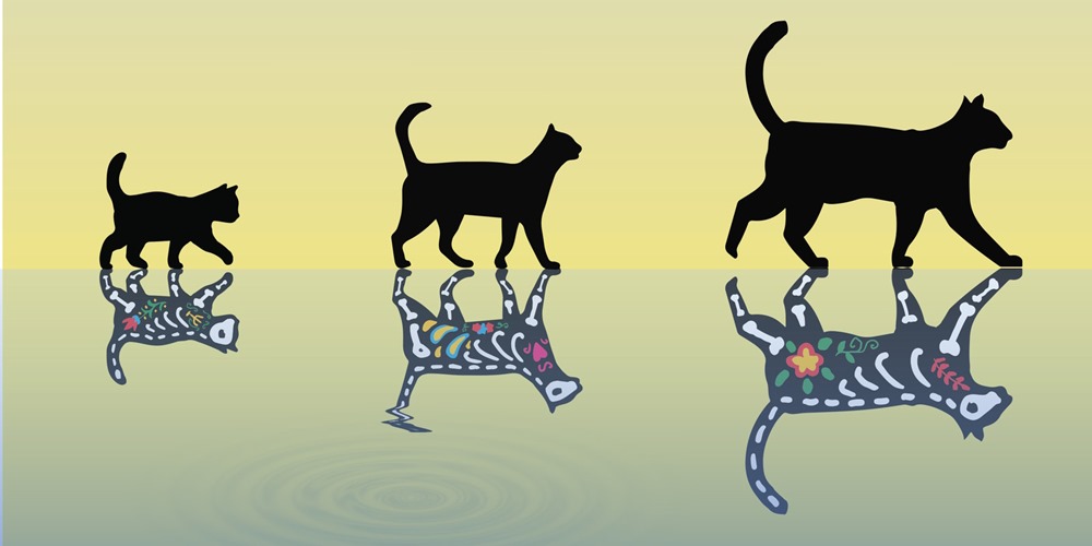 Le "chat de Schrödinger" le plus lourd du monde repousse les limites quantiques