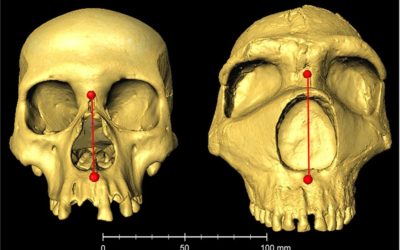 Notre gros nez pourrait être le résultat d’une ancienne liaison avec un Néandertalien