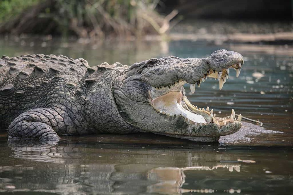 Les crocodiles peuvent se reproduire sans mâle et peut-être que les dinosaures le pouvaient aussi