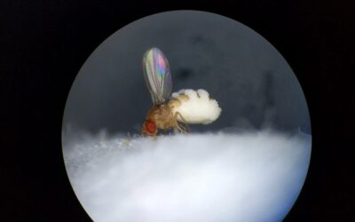 Un champignon contrôlant l’esprit des mouches contraint ces dernières à une escalade mortelle