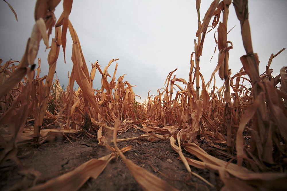 Le risque de pertes simultanées de récoltes dans le monde entier a été sous-estimé