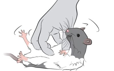 Des neuroscientifiques chatouillent des rats pour découvrir la zone du jeu dans le cerveau