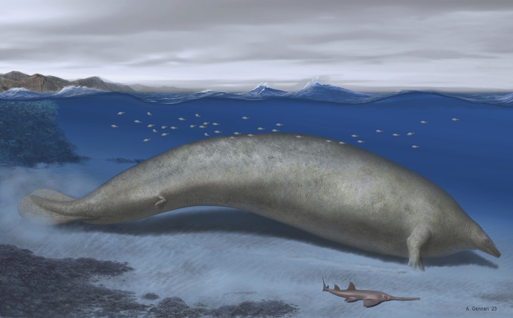 Avec ses 340 tonnes, cette ancienne baleine vient de devenir le plus grand animal ayant existé sur Terre