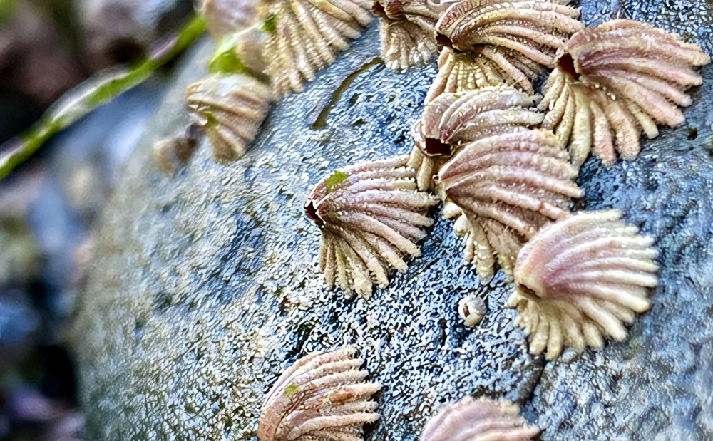 Les balanes se déforment pour résister aux escargots de mer apportés par le changement climatique