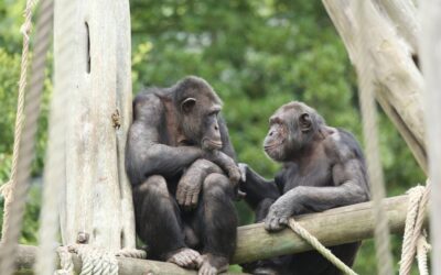 Les chimpanzés et les bonobos reconnaissent les photos d’amis qu’ils n’ont pas vus depuis des décennies
