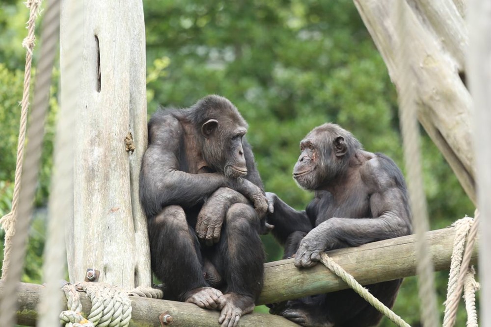 Les chimpanzés et les bonobos reconnaissent les photos d’amis qu’ils n’ont pas vus depuis des décennies