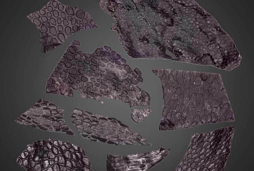 Un rare fossile de peau écailleuse laisse entrevoir l’évolution de la vie de l’eau vers la terre ferme