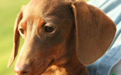 Tout est dans le museau : des scientifiques déterminent les races de chiens qui vivent le plus longtemps
