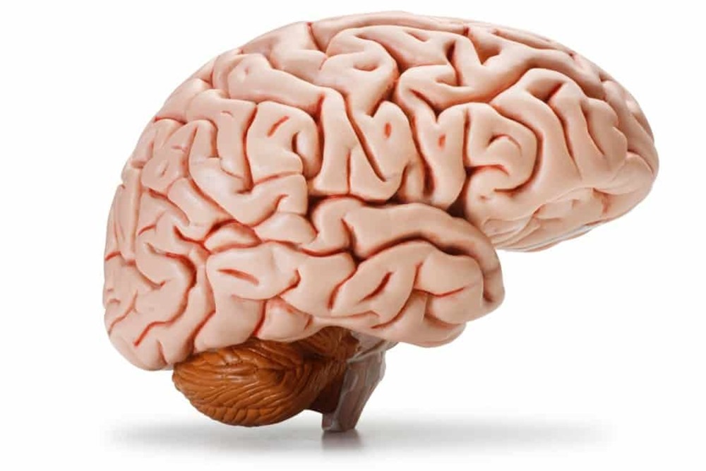 Cerveau taille 1 24